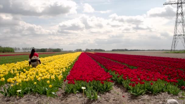 Een Indiase Vrouwelijke Toerist Die Zich Vermaakt Het Tulpenveld Nederland — Stockvideo