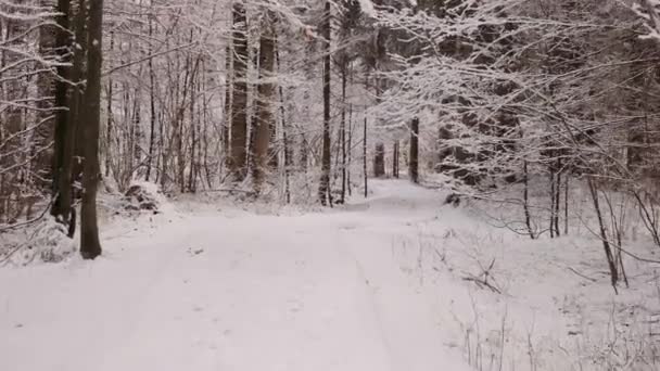 Zelenci Lente Een Zeer Koude Winters Dag Een Natuurlijke Lente — Stockvideo