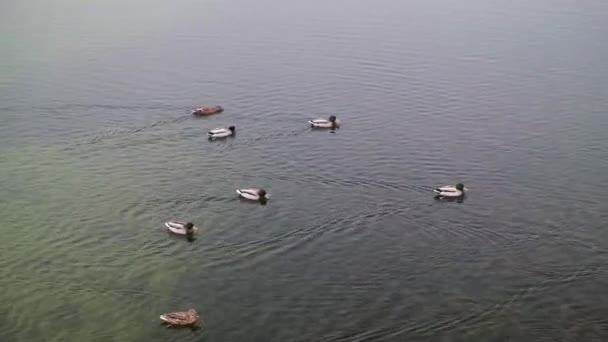 Belo Dia Inverno Bohinj Parque Nacional Triglav Patos Nadando Lago — Vídeo de Stock