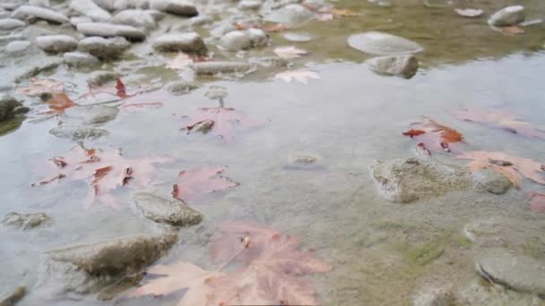 Rzeka Vjose Albanii Sezonie Jesiennym Rzeka Permet Piękny Kolor — Wideo stockowe