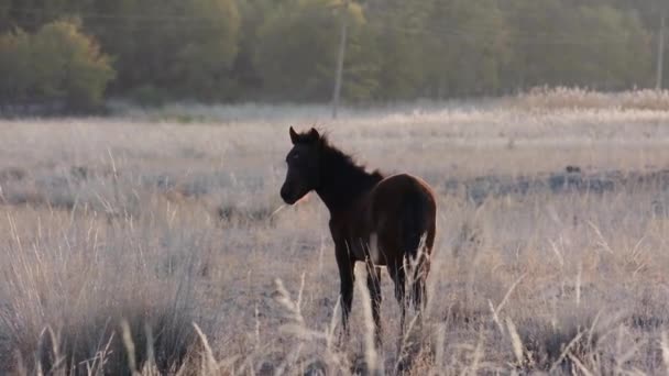 Изучение Нарына Кыргызстане Красивые Нетронутые Ландшафты Центральной Азии Красивая Лошадь — стоковое видео