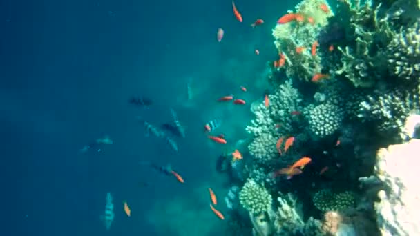 Récifs Coralliens Tropicaux Colorés Photo Beaux Poissons Coraux Colorés Sous — Video