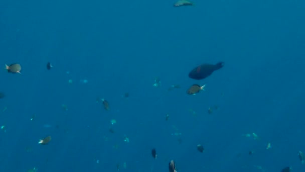 五彩斑斓的热带珊瑚礁红海大哈布埃及热带珊瑚礁中美丽的水下彩色鱼类和珊瑚图片 — 图库视频影像