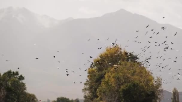 Conducir Por Naryn Kirguistán Hermosos Paisajes Vírgenes Naturaleza Enorme Bandada — Vídeo de stock