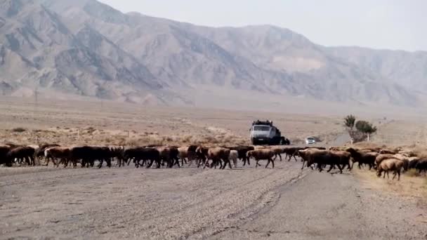 ナリン キルギスタン周辺の運転手付かずの自然の風景 遠隔地の道路を渡る羊 — ストック動画