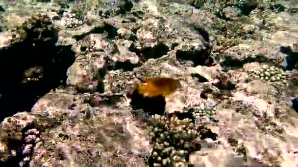 Coloridos Arrecifes Tropicales Coral Foto Hermosos Peces Corales Submarinos Colores — Vídeo de stock