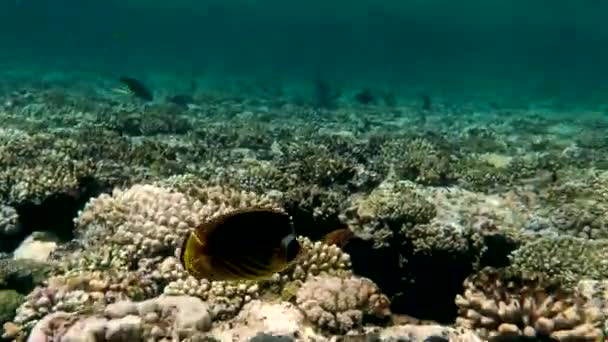 五彩斑斓的热带珊瑚礁红海大哈布埃及热带珊瑚礁中美丽的水下彩色鱼类和珊瑚图片 — 图库视频影像
