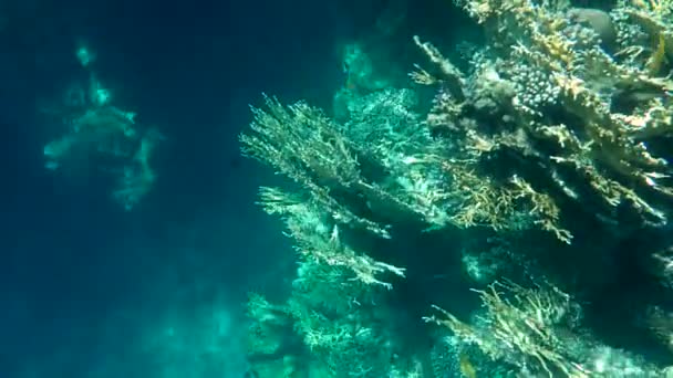 Barevné Tropické Korálové Útesy Obrázek Krásných Podmořských Barevných Ryb Korálů — Stock video