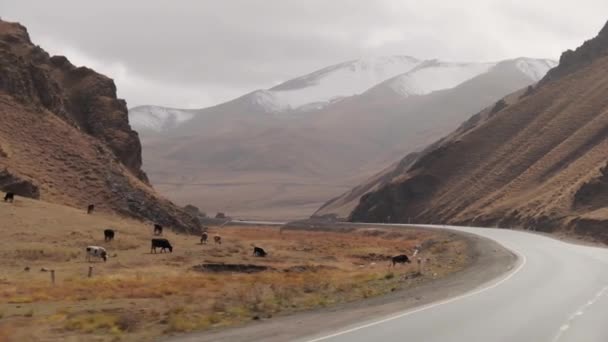 Проехав Нарынскому Кыргызстану Красивые Нетронутые Природные Ландшафты — стоковое видео