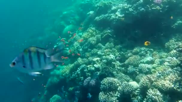 カラフルな熱帯サンゴのサンゴ礁 紅海の熱帯サンゴ礁の美しい水中カラフルな魚やサンゴの写真 Dahab Ejapan — ストック動画