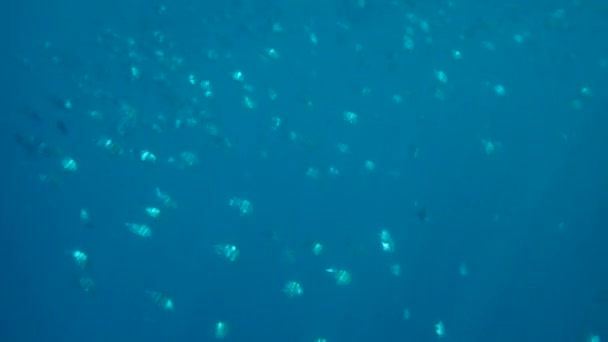 Recifes Corais Tropicais Coloridos Imagem Belos Peixes Corais Coloridos Subaquáticos — Vídeo de Stock