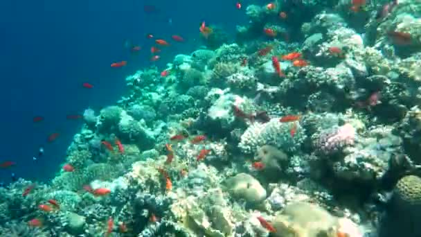 Coloridos Arrecifes Tropicales Coral Foto Hermosos Peces Corales Submarinos Colores — Vídeo de stock