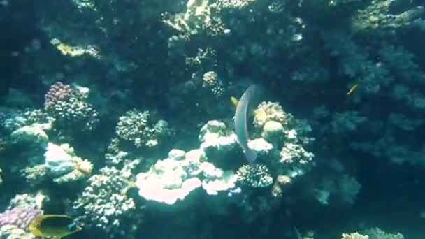 Récifs Coralliens Tropicaux Colorés Photo Beaux Poissons Coraux Colorés Sous — Video