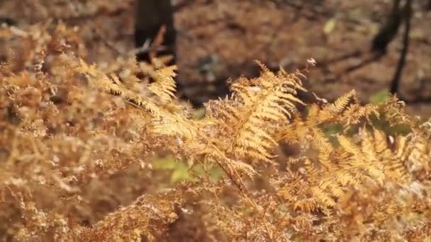 Randonnée Pédestre Célèbre Valbona Vallée Theth Valbone Théthi Dans Les — Video