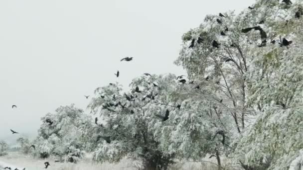 Enorme Bandada Aves Volando Los Árboles Llenos Nieve Invierno Kirguistán — Vídeo de stock