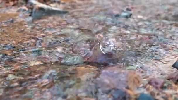 Petit Canyon Ruisseau Avec Des Falaises Rouges Nommé Konorcheck Canyon — Video