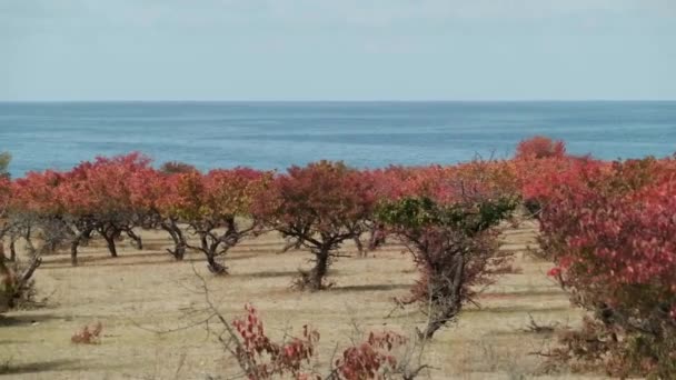 Jesienne Kolory Issyk Kul Jesienne Kolory Kirgistanie — Wideo stockowe