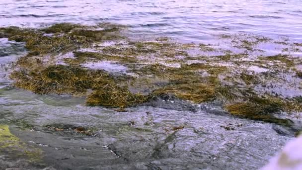 海の水のビーチで岩のフラッシング 一番下にたくさんの草が生えています — ストック動画