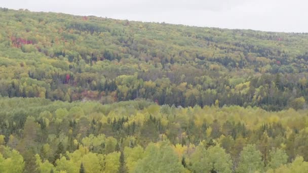 Luftaufnahme Eines Schönen Waldes Herbstlichen Farben Oktober Einer Ländlichen Landschaft — Stockvideo