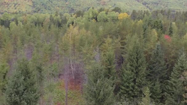 Aereo Volare Sopra Una Bella Foresta Autunno Colori Ottobre Paesaggio — Video Stock