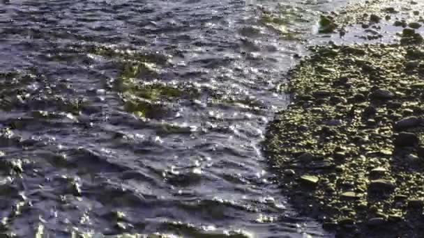 Kleine Kreek Spoelen Stenen Zeer Koele Zonsondergang — Stockvideo