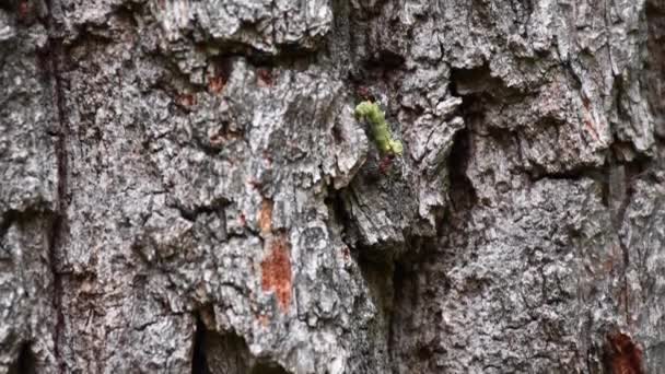 Karıncalar Eski Meşe Ağacının Gövdesine Solucan Taşıyarak Takım Çalışması Yaparlar — Stok video