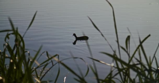 鸭在湖面上游来游去 前面有草 — 图库视频影像