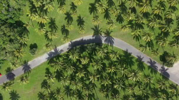 Plam Kokosnoot Boomplantage Met Weg Het Midden Mooie Toeristische Tropische — Stockvideo