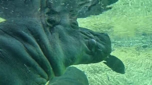 Hippopotamus Resting Bottom River Bed Fish Swimming Its Head — Stock Video