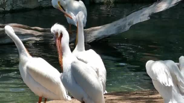 Pelikane Ziehen Ihre Federkamera Zurück Mehr Von Den Vögeln Zeigen — Stockvideo