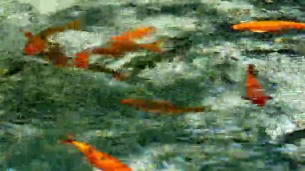 鲤鱼在清澈的水中游来游去 — 图库视频影像