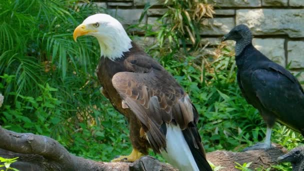 American Bald Eagle Perched Tree Branch Black Headed Vulture Next — Stock Video