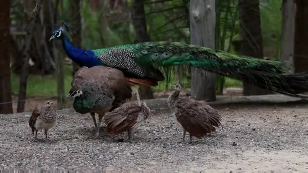 Paon Réunion Famille Femelle Mâle Pêche Inde Bleu Vert Paon — Video