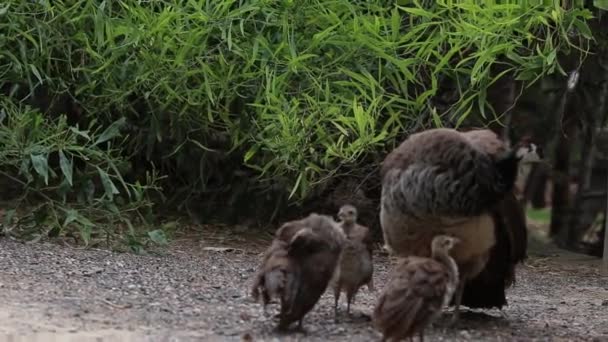 Femme Inde Bleu Vert Peafowl Maman Paon Avec Son Bébé — Video