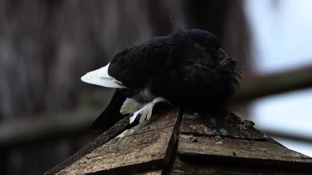 외양간 비둘기 — 비디오