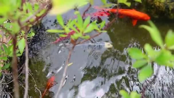 五颜六色的鲤鱼 Cyprinus Rubrofuscus 在池塘里游来游去 用于装饰目的的冷水鱼户外科伊池塘或自然水园 日本传统 — 图库视频影像