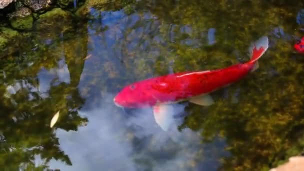 在池塘里游来游去的大型彩色鲤鱼 Cyprinus Rubrofuscus 用于装饰目的的冷水鱼户外科伊池塘或自然水园 日本传统 — 图库视频影像