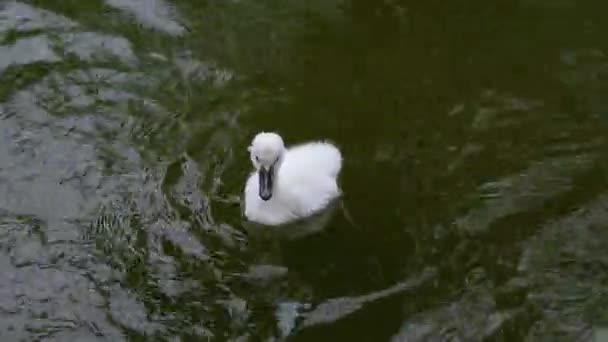 Cygninae One Half Year Old Young Swan Cygnets Swimming Natural — Stock Video