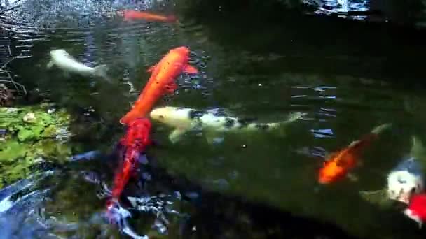 Colored Varieties Amur Carp Cyprinus Rubrofuscus Swimming Arround Pond Cold — Stock Video