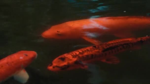 Variedades Coloridas Carpa Amur Cyprinus Rubrofuscus Nadando Volta Uma Lagoa — Vídeo de Stock