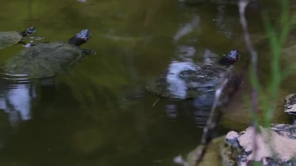 Eine Gruppe Von Schildkröten Schwimmt Friedlich Zusammen Einem Natürlichen Teich — Stockvideo