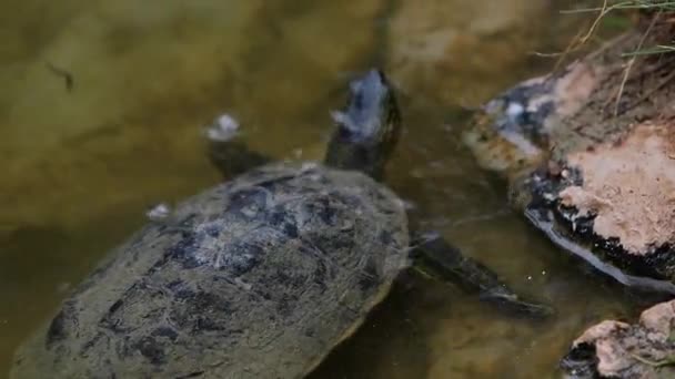 Verschiedene Rotohr Schieberschildkröten Werden Natürlichen Lebensraum Trachemys Scripta Elegans Wied — Stockvideo