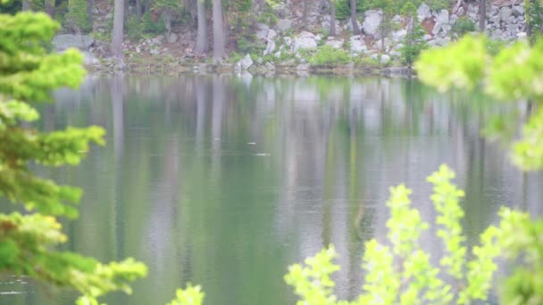 Trota Che Nutre Dell Acqua Ferma Lago Alpino Mattino Inquadratura — Video Stock