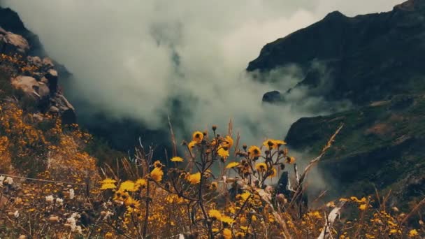 Moody Vintage Köd Emelkedő Idő Millió Éves Laurissilva Madeira Erdő — Stock videók