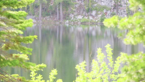 Trucha Alimenta Las Aguas Tranquilas Lago Alpino Por Mañana — Vídeo de stock