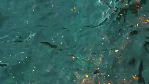 Residuos Basura Aguas Residuales Flotando Superficie Del Océano Contaminación Eviromental — Vídeos de Stock