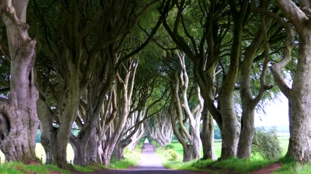 位于北爱尔兰的 黑暗边缘 是一排美丽的山毛榉树 因出现在电视剧和电影 权力的游戏 中而闻名 — 图库视频影像