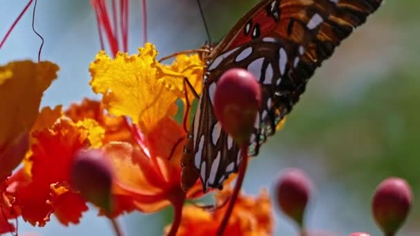 Motýl Krmení Záběry Rostliny Vášně — Stock video
