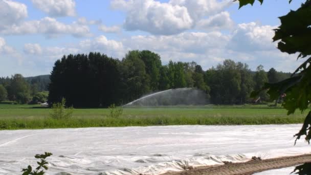 Sprinkler Memerah Air Lapangan Dan Rumput Muda Pada Pandangan Pertanian — Stok Video