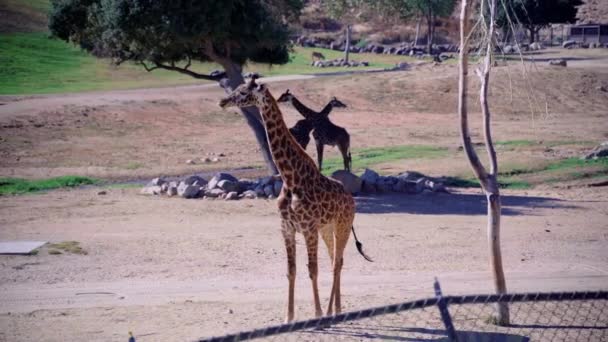 Eine Junge Giraffe Schaut Sich Beim Kauen — Stockvideo